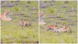 Tiger Kabaddi Viral Video: टाइगर के बच्चों का जंगल में कबड्डी खेलता हुआ वीडियो इंटरनेट पर वायरल